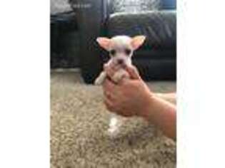Chihuahua Puppy for sale in Woodland, CA, USA