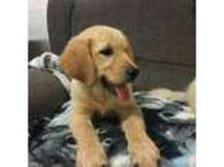 Golden Retriever Puppy for sale in Arlington, MN, USA