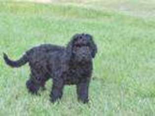Black Russian Terrier Puppy for sale in Wiggins, MS, USA