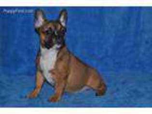 French Bulldog Puppy for sale in Austell, GA, USA