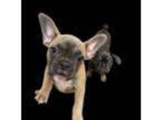 French Bulldog Puppy for sale in Huttonsville, WV, USA