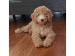 Goldendoodle Puppy for sale in Tucker, GA, USA