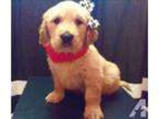Golden Retriever Puppy for sale in HERKIMER, NY, USA