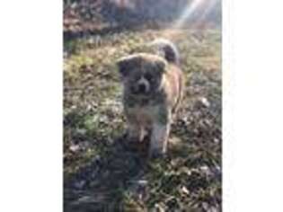 Akita Puppy for sale in Carbondale, IL, USA