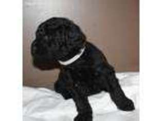 Labradoodle Puppy for sale in Plymouth, NE, USA