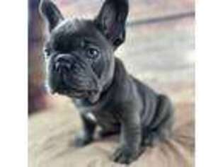 French Bulldog Puppy for sale in Pewaukee, WI, USA