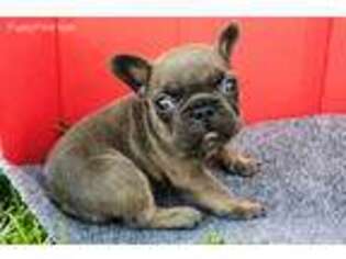 French Bulldog Puppy for sale in Uniondale, NY, USA