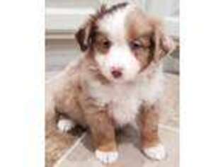 Miniature Australian Shepherd Puppy for sale in Coleman, TX, USA