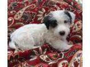 Jack Russell Terrier Puppy for sale in Larsen, WI, USA
