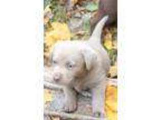 Labrador Retriever Puppy for sale in West Branch, MI, USA