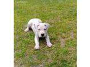 Dogo Argentino Puppy for sale in Walterboro, SC, USA