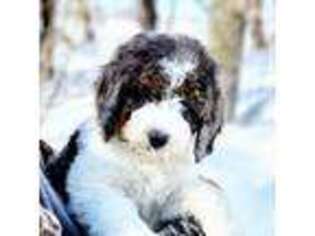Mutt Puppy for sale in Hallock, MN, USA