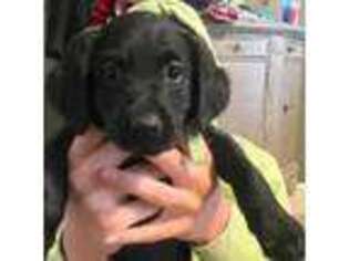 Goldendoodle Puppy for sale in Spring Hill, TN, USA