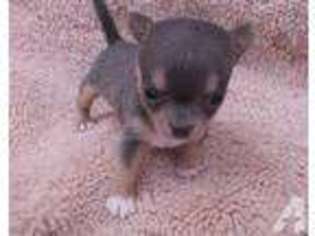 Chihuahua Puppy for sale in SPEEDWELL, TN, USA