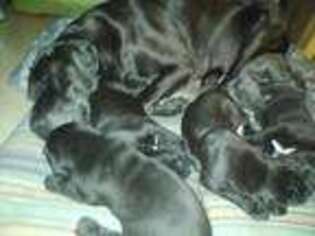 Great Dane Puppy for sale in Westerville, OH, USA