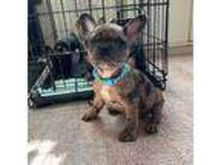 French Bulldog Puppy for sale in Barstow, CA, USA