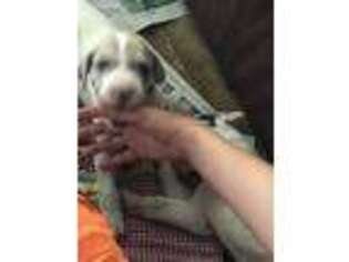 Great Dane Puppy for sale in New Berlin, NY, USA