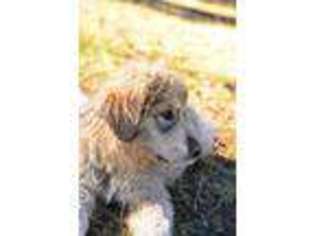 Mutt Puppy for sale in Missoula, MT, USA