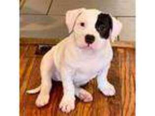 Mutt Puppy for sale in Keyport, NJ, USA