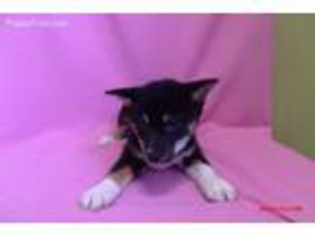 Shiba Inu Puppy for sale in Paterson, NJ, USA