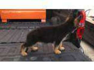 German Shepherd Dog Puppy for sale in Port Arthur, TX, USA