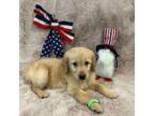 Golden Retriever Puppy for sale in Center Hill, FL, USA