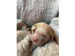 Goldendoodle Puppy for sale in Marietta, OH, USA