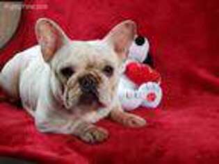 French Bulldog Puppy for sale in Pinckneyville, IL, USA