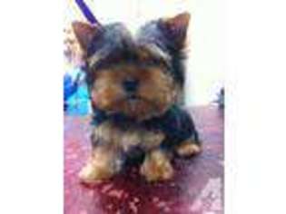 Yorkshire Terrier Puppy for sale in LAKESIDE, CA, USA