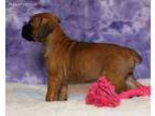 Boxer Puppy for sale in Sumner, IL, USA