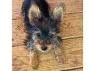 Yorkshire Terrier Puppy for sale in Weir, MS, USA