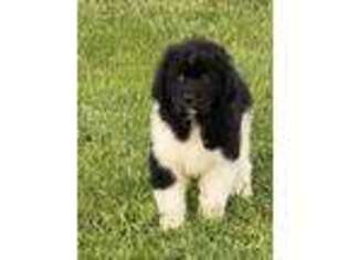 Newfoundland Puppy for sale in Titusville, PA, USA