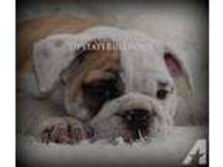 Bulldog Puppy for sale in HILTON, NY, USA
