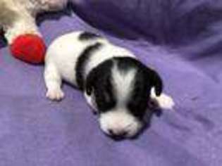 Jack Russell Terrier Puppy for sale in Avonmore, PA, USA