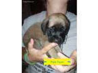 Mastiff Puppy for sale in Newcomerstown, OH, USA