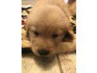 Golden Retriever Puppy for sale in Needmore, PA, USA