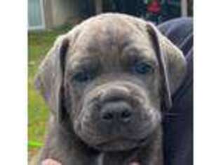 Cane Corso Puppy for sale in Manchester, MI, USA