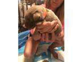 Labrador Retriever Puppy for sale in Schulenburg, TX, USA