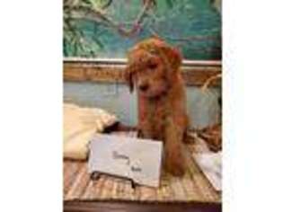 Goldendoodle Puppy for sale in Jensen Beach, FL, USA