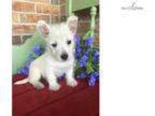 West Highland White Terrier Puppy for sale in Topeka, KS, USA