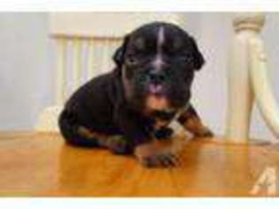 Bulldog Puppy for sale in INDIO, CA, USA