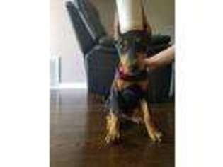 Doberman Pinscher Puppy for sale in Rolling Meadows, IL, USA