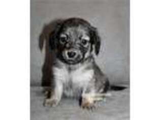 Dachshund Puppy for sale in Cabot, AR, USA