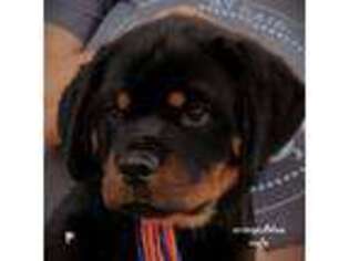 Rottweiler Puppy for sale in Pauls Valley, OK, USA