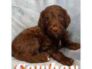 Labradoodle Puppy for sale in Las Vegas, NV, USA