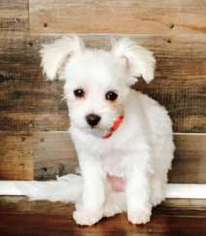 Maltese Puppy for sale in Sumter, SC, USA