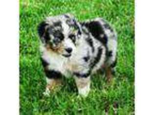 Miniature Australian Shepherd Puppy for sale in Highlandville, MO, USA