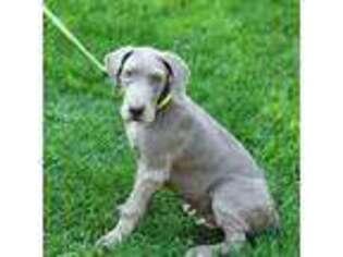 Great Dane Puppy for sale in Columbia Station, OH, USA