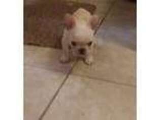 French Bulldog Puppy for sale in Dade City, FL, USA