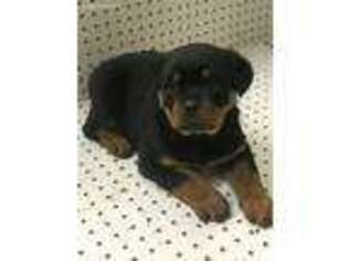 Rottweiler Puppy for sale in Inman, SC, USA